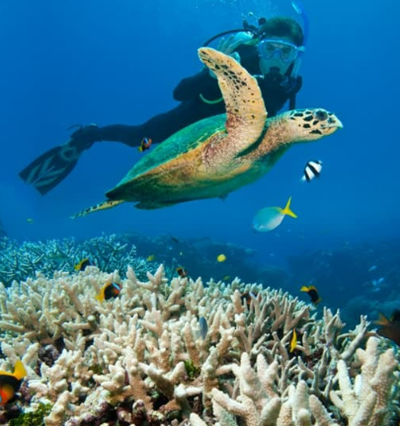 What can the Australian Vacations Experience offer you-Great Barrioer Reef