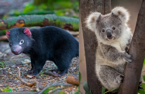 What can the Australian Vacations Experience offer you-wildlife