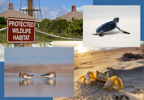 8 Things You Should Avoid When At The Beach-Avoid Disturbing Marine Life