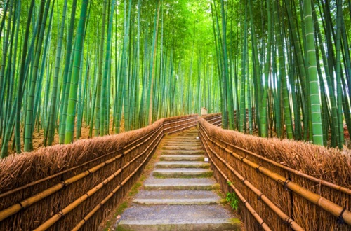 Best Destinations to Relax—Bamboo Forest Kyoto Japan