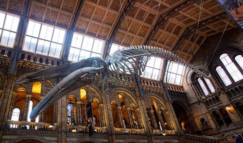 Best Travel Destinations with Toddlers-Natural History Museum